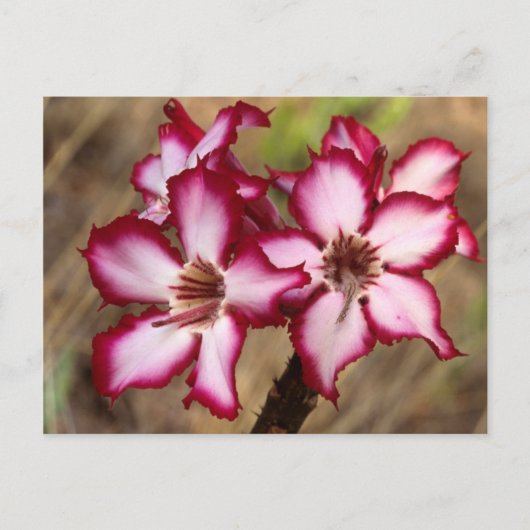 Impala Lily (Adenium Multiflorum), Krüger Postkarte (Vorderseite)