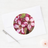 Impala Lily (Adenium Multiflorum), Krüger Runder Aufkleber (Umschlag)