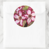 Impala Lily (Adenium Multiflorum), Krüger Runder Aufkleber (Tasche)
