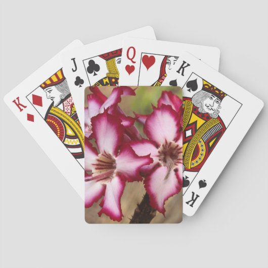 Impala Lily (Adenium Multiflorum), Krüger Spielkarten (Rückseite)