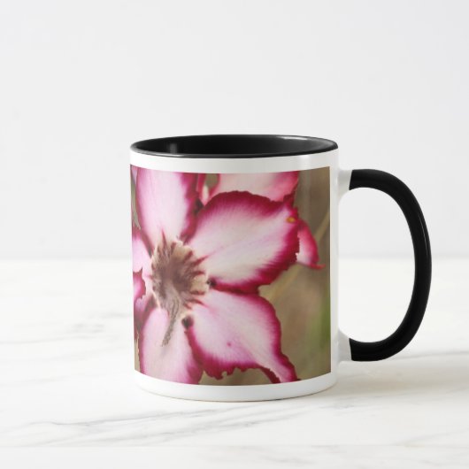 Impala Lily (Adenium Multiflorum), Krüger Tasse (Rechts)
