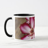 Impala Lily (Adenium Multiflorum), Krüger Tasse (Links)