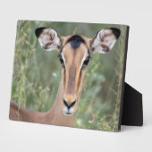 Impala Portrait Fotoplatte (Seite)