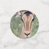 Impala Portrait Konfetti (Klein Vorderseite)