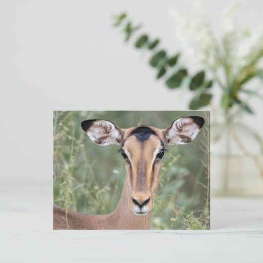 Impala Portrait Postkarte (Stehend Vorderseite)
