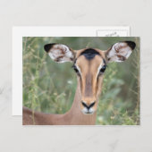 Impala Portrait Postkarte (Vorne/Hinten)