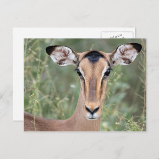 Impala Portrait Postkarte (Vorne/Hinten)