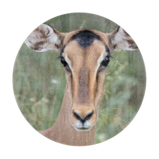 Impala Portrait Schneidebrett (Vorderseite)