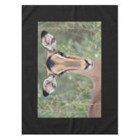 Impala Portrait
