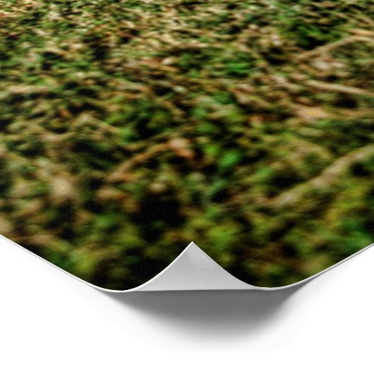 Impala Poster (Ecke)