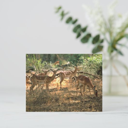 Impala Postkarte (Stehend Vorderseite)