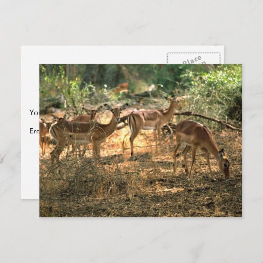 Impala Postkarte (Vorne/Hinten)