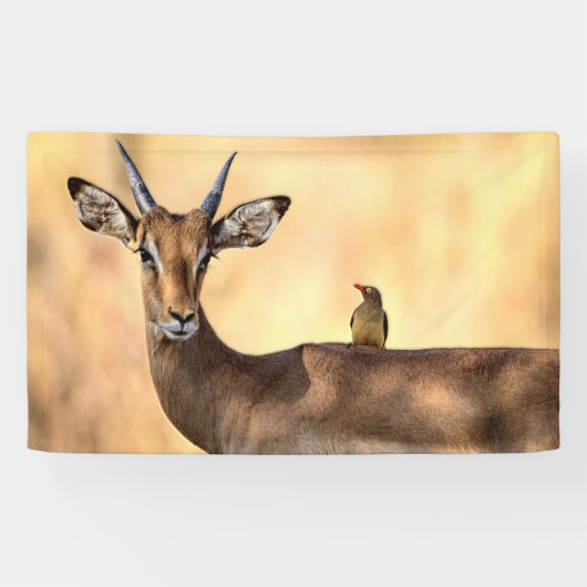 Impala und Oxpecker Bird in Afrika Banner (Horizontal)
