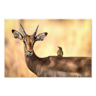 Impala und Oxpecker Bird in Afrika Fotodruck