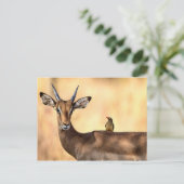 Impala und Oxpecker Bird in Afrika Postkarte (Stehend Vorderseite)