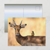 Impala und Oxpecker Bird in Afrika Postkarte (Vorne/Hinten)
