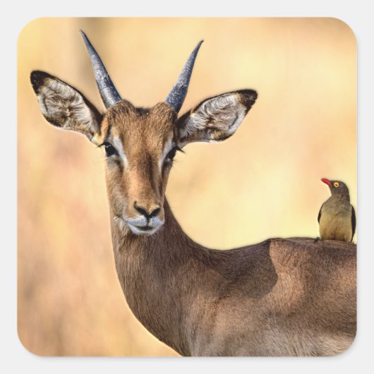 Impala und Oxpecker Bird in Afrika Quadratischer Aufkleber (Vorderseite)