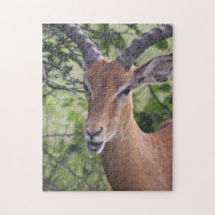 Impala Wildlife Jigsaw Puzzle