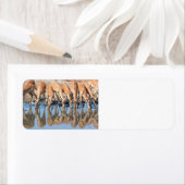 Impalas am Waterhole (Insitu)