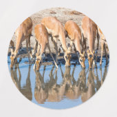 Impalas am Waterhole Etiketten (Design 1)