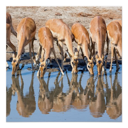 Impalas am Waterhole Poster (Vorderseite)
