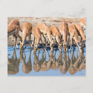 Impalas am Waterhole Postkarte