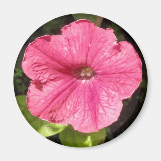Impatiens Dark Pink Magnet (Vorne)