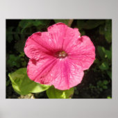 Impatiens Dark Pink Print Poster (Vorne)