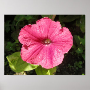 Impatiens Dark Pink Print Poster