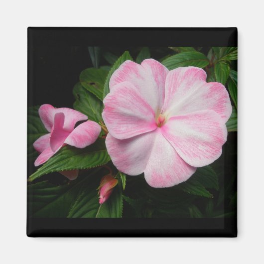 Impatiens Pink White Magnet (Vorne)