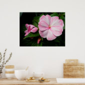 Impatienten Pink White Poster (Küche)