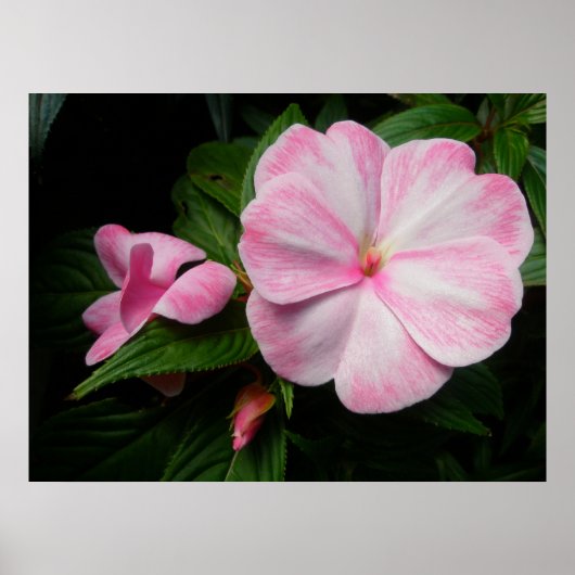 Impatienten Pink White Poster (Vorne)
