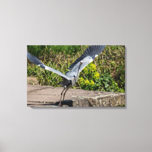 Imposanter Graureiher hebt Leinwanddruck (Vorderseite)