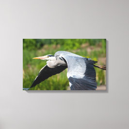 Imposanter Graureiher mit Schwingen Leinwanddruck