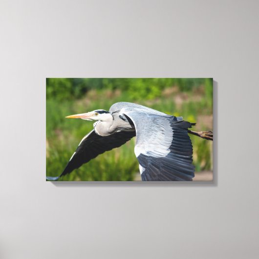 Imposanter Graureiher mit Schwingen Leinwanddruck (Vorderseite)