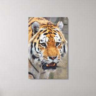 Imposanter Tiger für die Wand Leinwanddruck