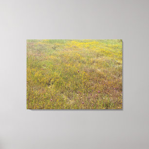 Impressionen der kalifornischen Wildblume Leinwanddruck
