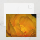 Impressionist Yellow Rose Petals Postkarte (Vorne/Hinten)