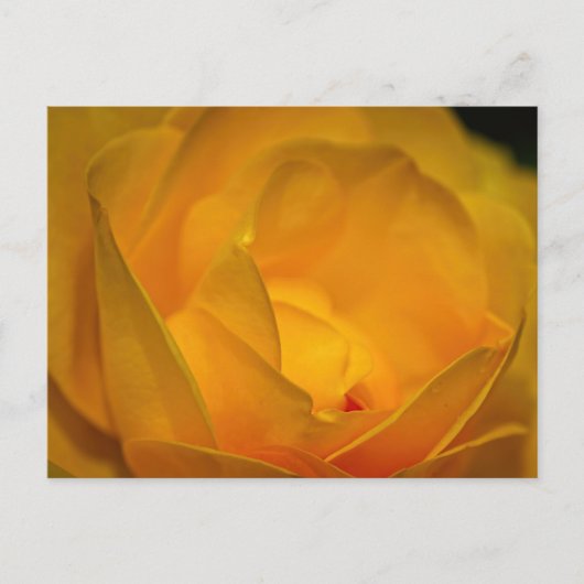 Impressionist Yellow Rose Petals Postkarte (Vorderseite)