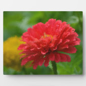 Impressionistisch Zinnia Plaque Fotoplatte (Vorderseite)