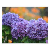 Impressionistisches Hydrangeas-Foto Print Fotodruck (Vorne)