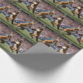 "In Aktion: Kangaroos spielt Aussie-Regeln Geschenkpapier (Ecke)