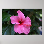 In Bloom Poster (Vorne)