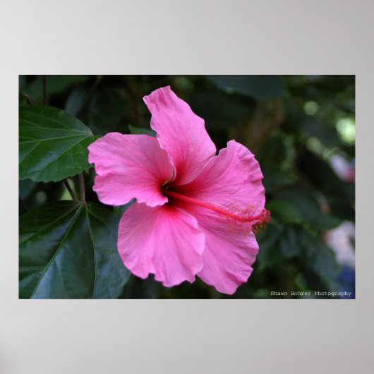 In Bloom Poster (Vorne)