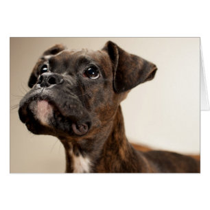 In Brindle Boxer puppy looking up curiously.