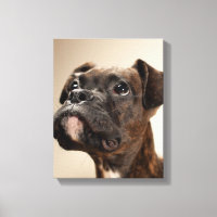 In Brindle Boxer puppy looking up curiously.