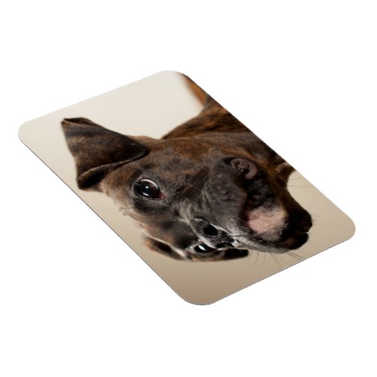 In Brindle Boxer puppy looking up curiously. Magnet (Rechte Seite)