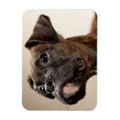 In Brindle Boxer puppy looking up curiously. Magnet (Vertikal)