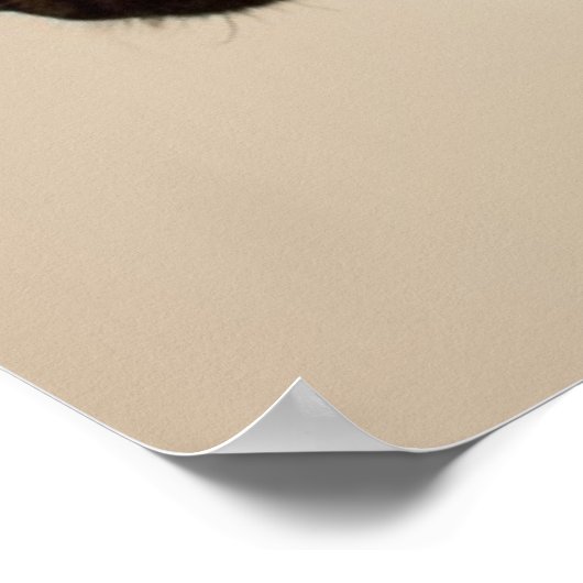 In Brindle Boxer puppy looking up curiously. Poster (Ecke)