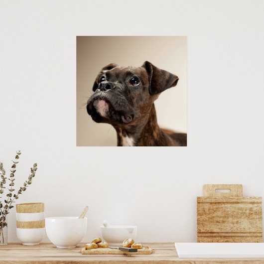 In Brindle Boxer puppy looking up curiously. Poster (Küche)
